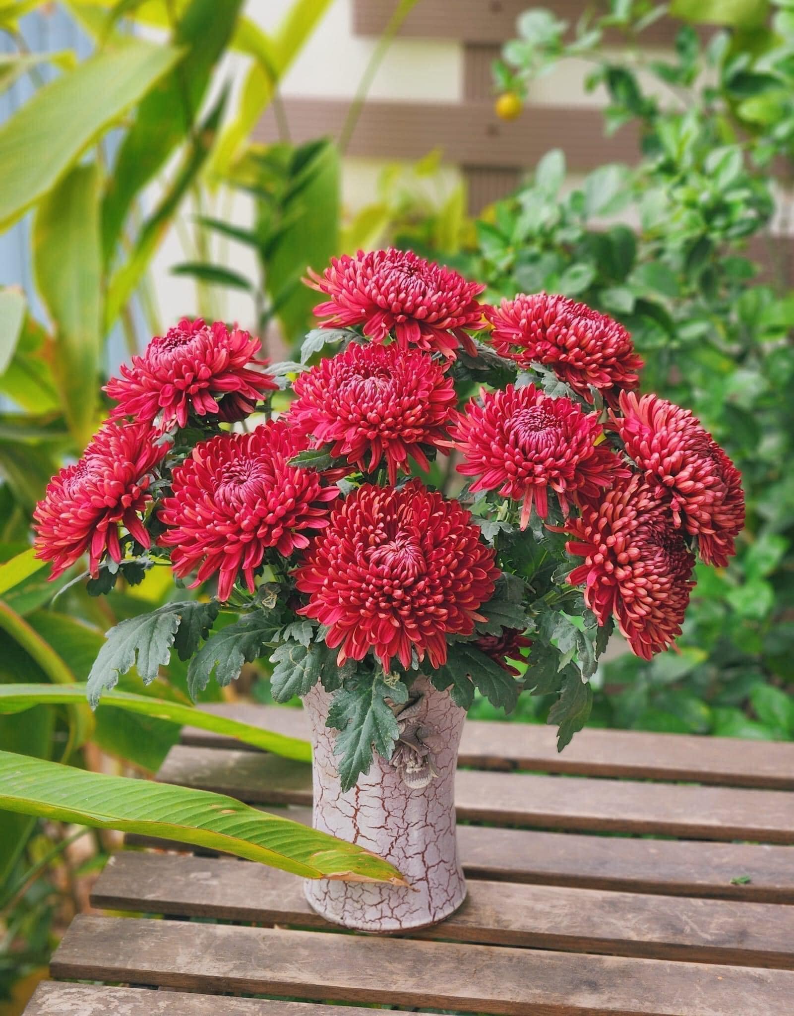 Cúc đỏ sakura (bó 10 bông)