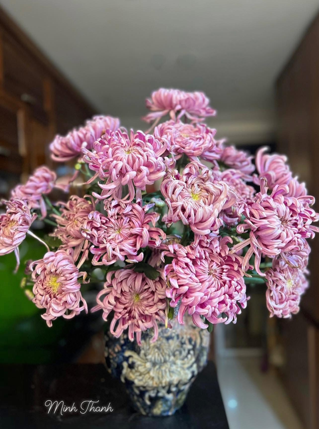 Cúc hồng tú kiều VIP (bó 10 bông)