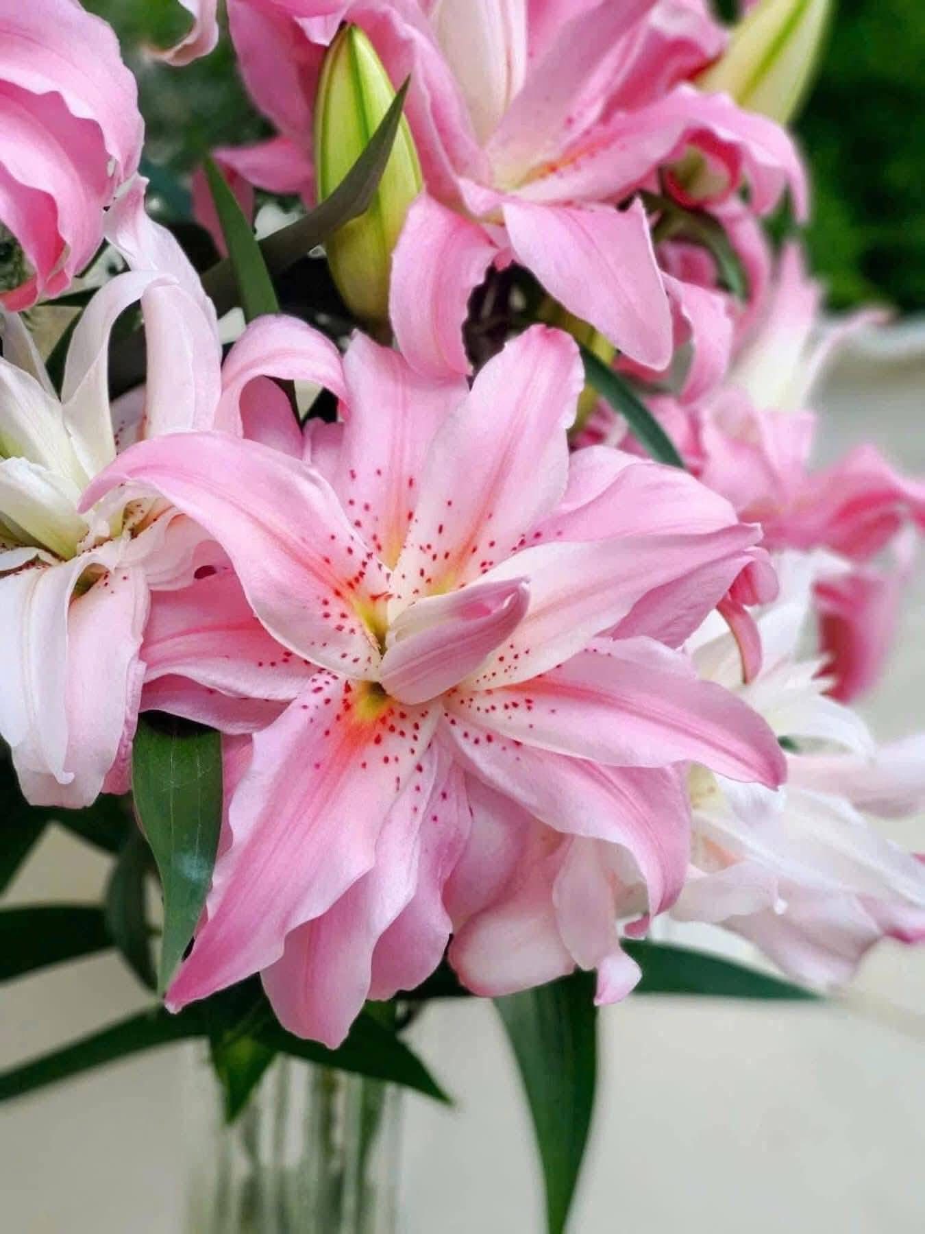 ly-kep-hong-phan-diantha-bo-5-canh-3-4-tai