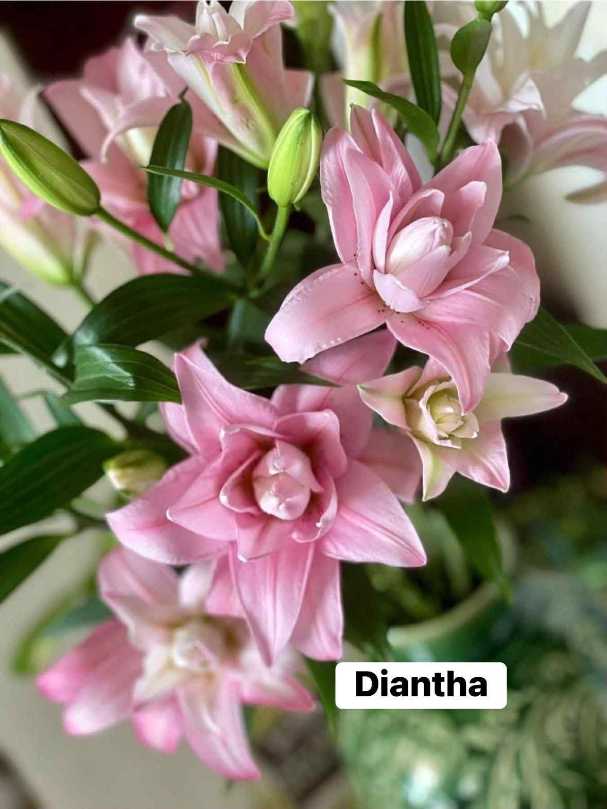 Ly kép hồng phấn diantha (bó 5 cành 3-4 tai)