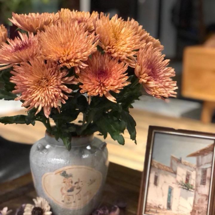 Cúc lưới đồng (bó 10 bông)