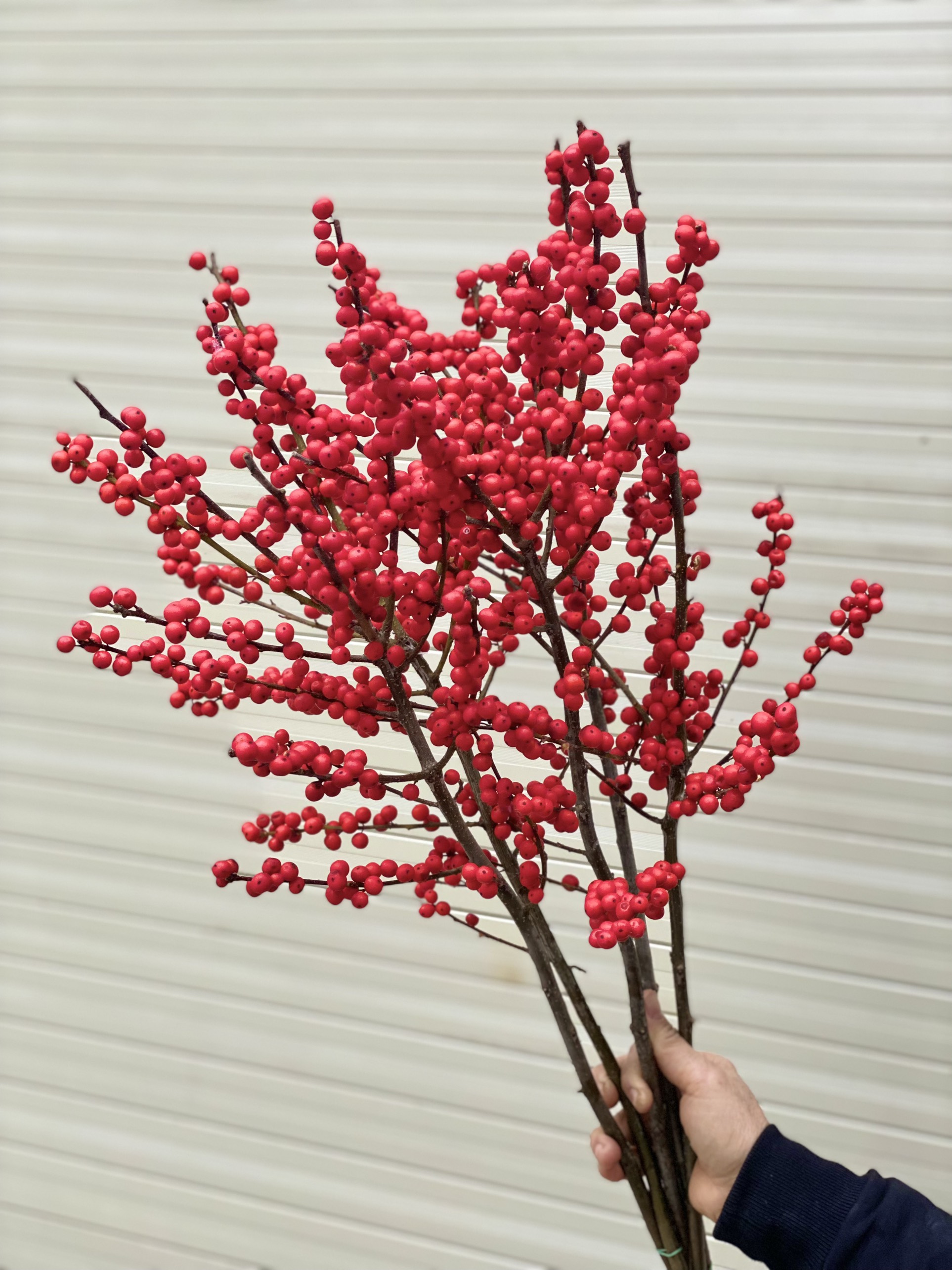 Đào đông đỏ size 90cm (cành)