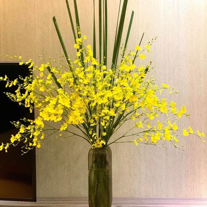 Lan vũ nữ (bó 5 cành)