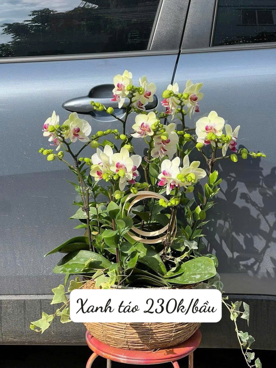 Lan hồ điệp - xanh táo (cành)