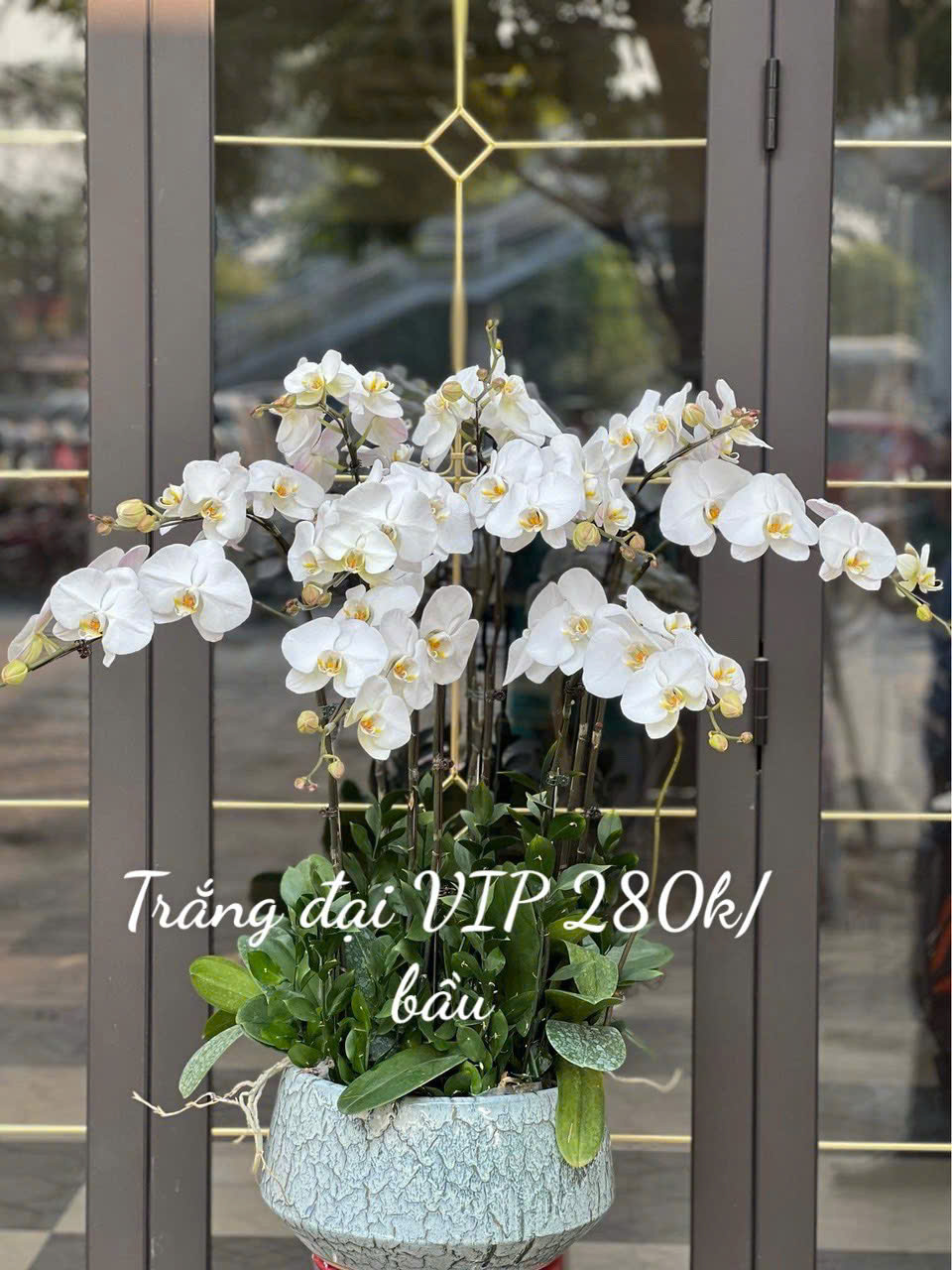Lan hồ điệp - màu trắng đại (cành)
