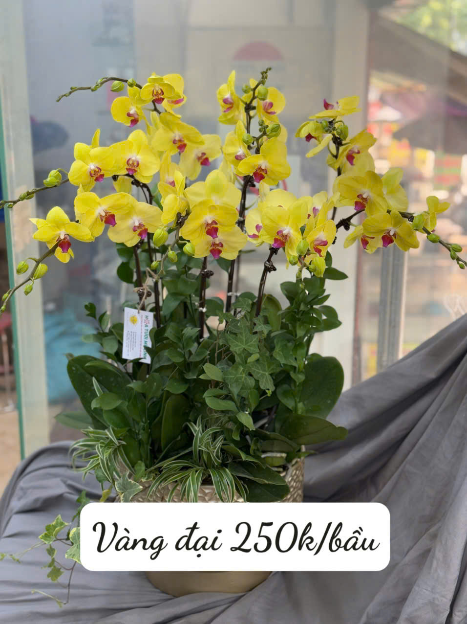 Lan hồ điệp màu vàng kim (cành)