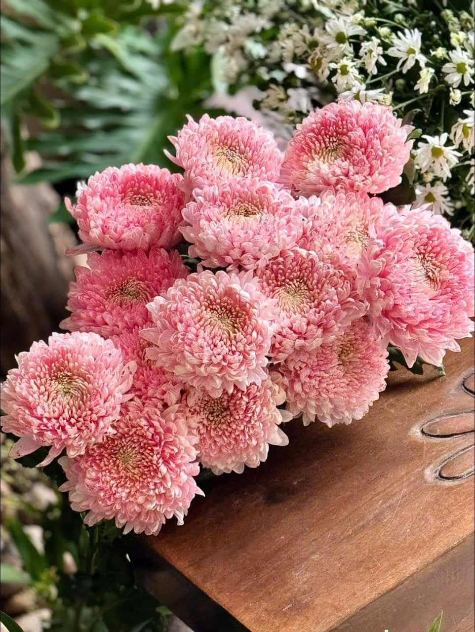 Cúc mangum hồng (bó 10 bông)