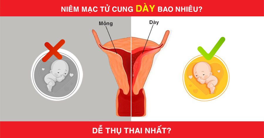 Niêm mạc tử cung - Mỏng quá không tốt, dày quá không xong! Bao nhiêu mới là lý tưởng để thụ thai?