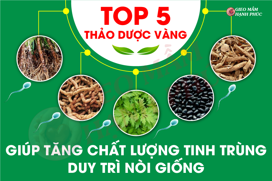 Top 5 thảo dược VÀNG tốt cho tinh trùng: giúp tăng chất lượng tinh trùng hiệu quả!