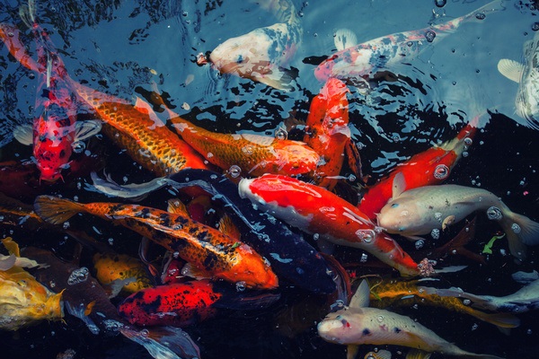 Phòng bệnh cho cá Koi