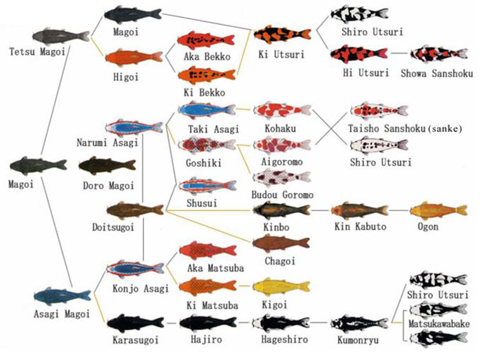 Sơ đồ lai tạo các dòng cá koi