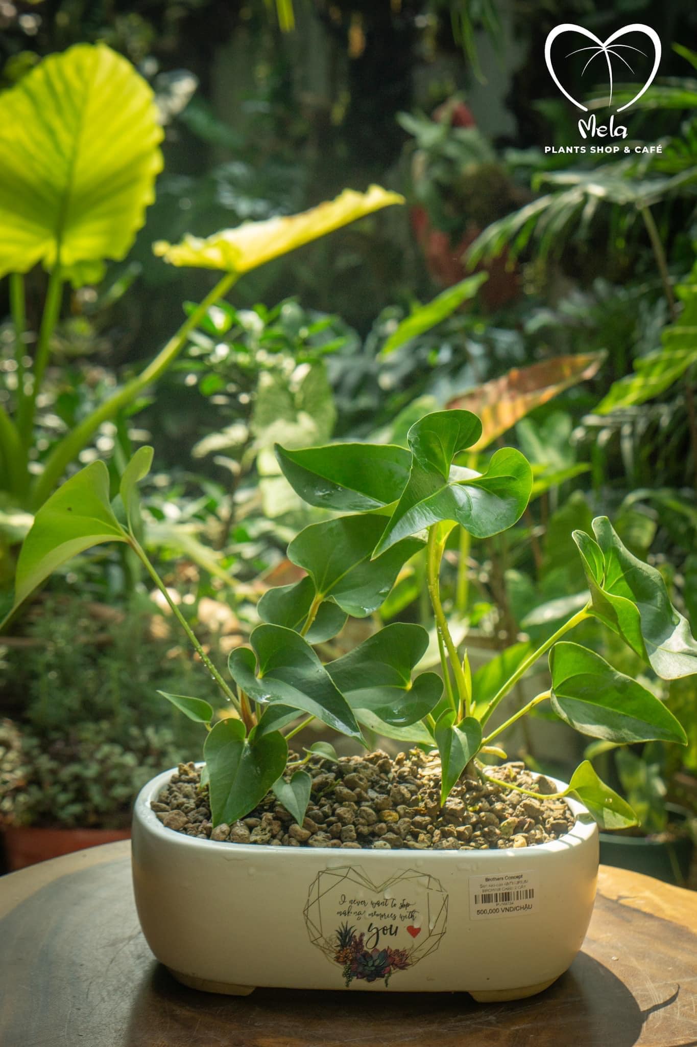 Anthurium Brownii