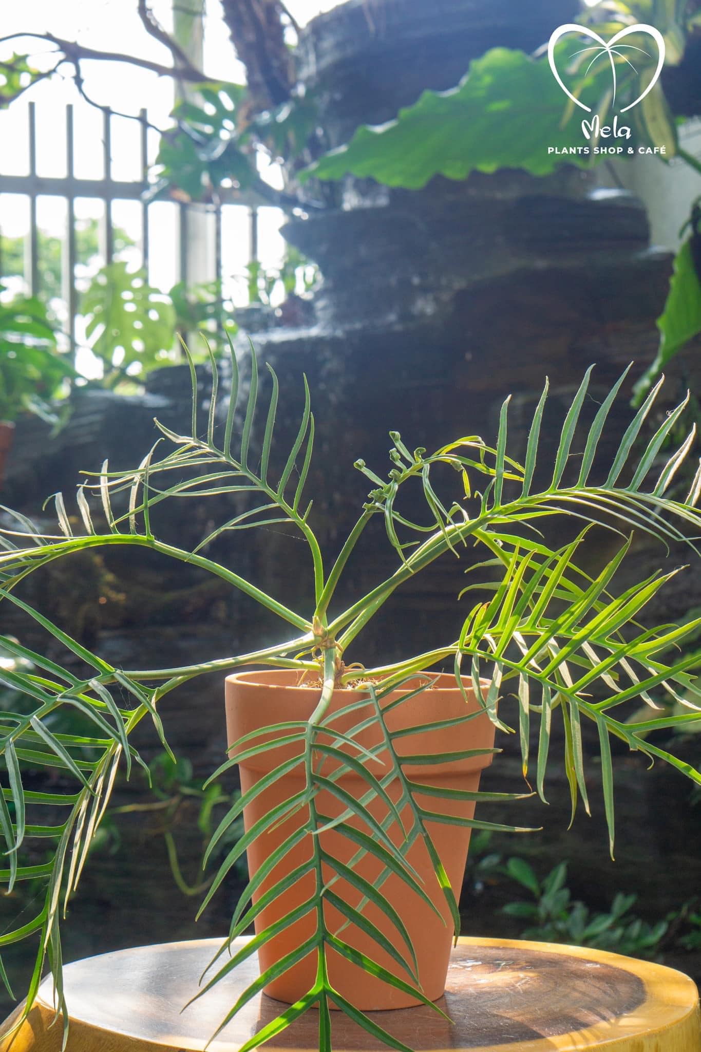 Philodendron Tortum