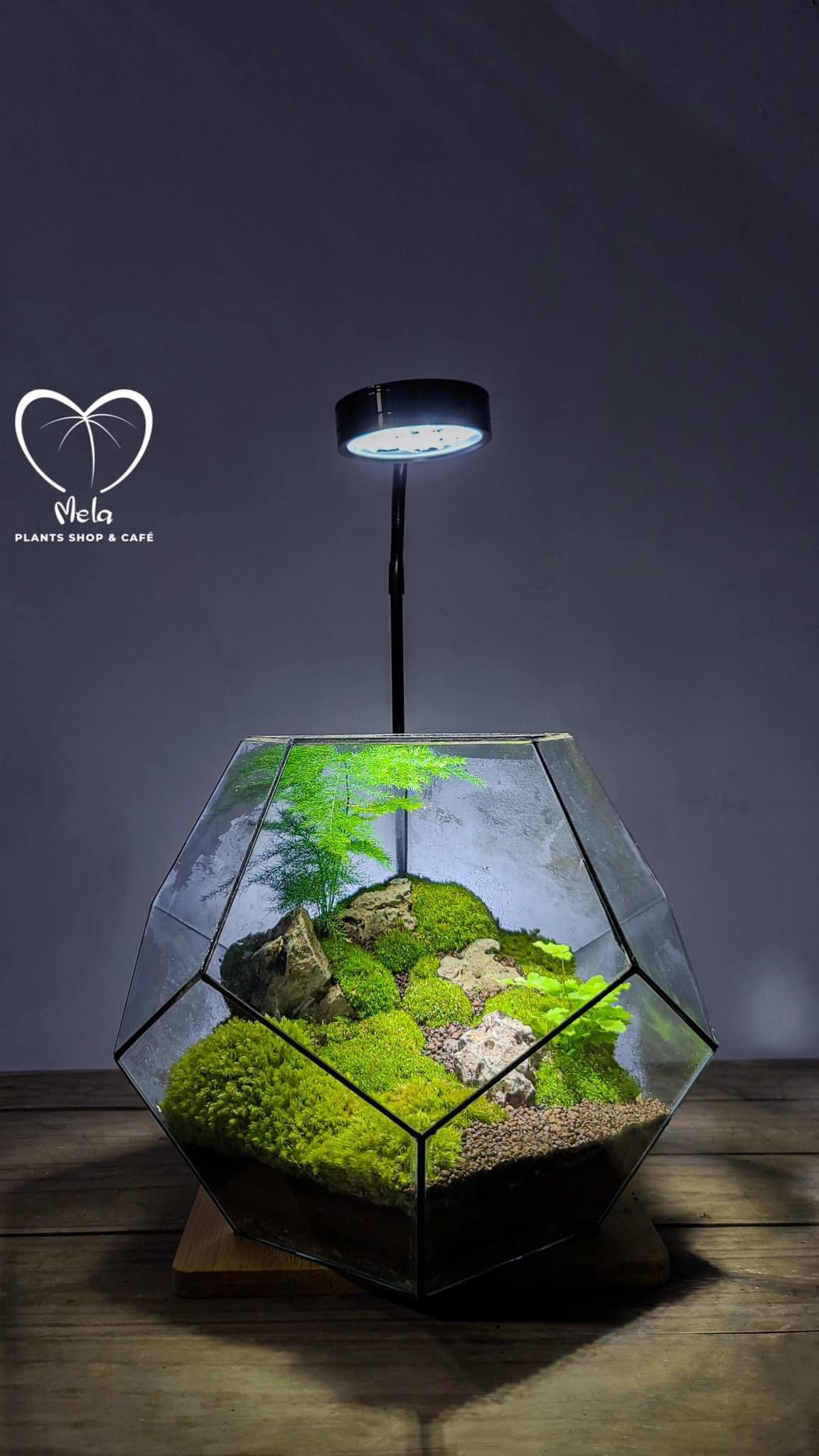 Tiểu cảnh terrarium - 𝐆𝐫𝐞𝐞𝐧 𝐚𝐫𝐭 𝐍𝐨 𝟏