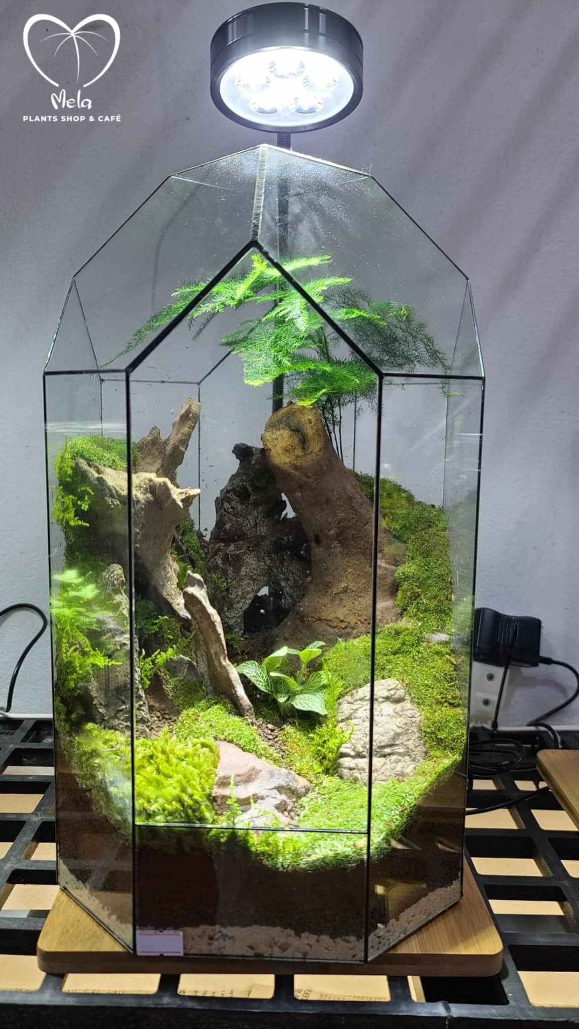 Tiểu cảnh Terrarium - 𝐆𝐫𝐞𝐞𝐧 𝐚𝐫𝐭 𝐍𝐨 𝟐