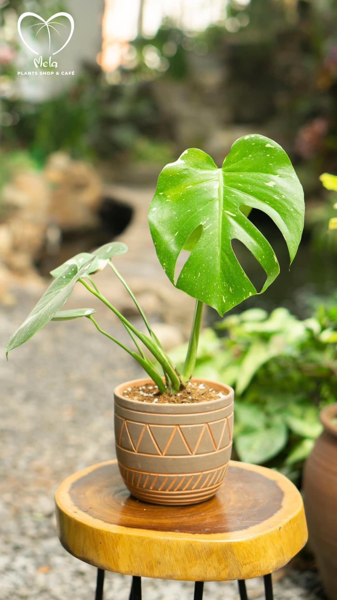 Monstera Thai Constellation