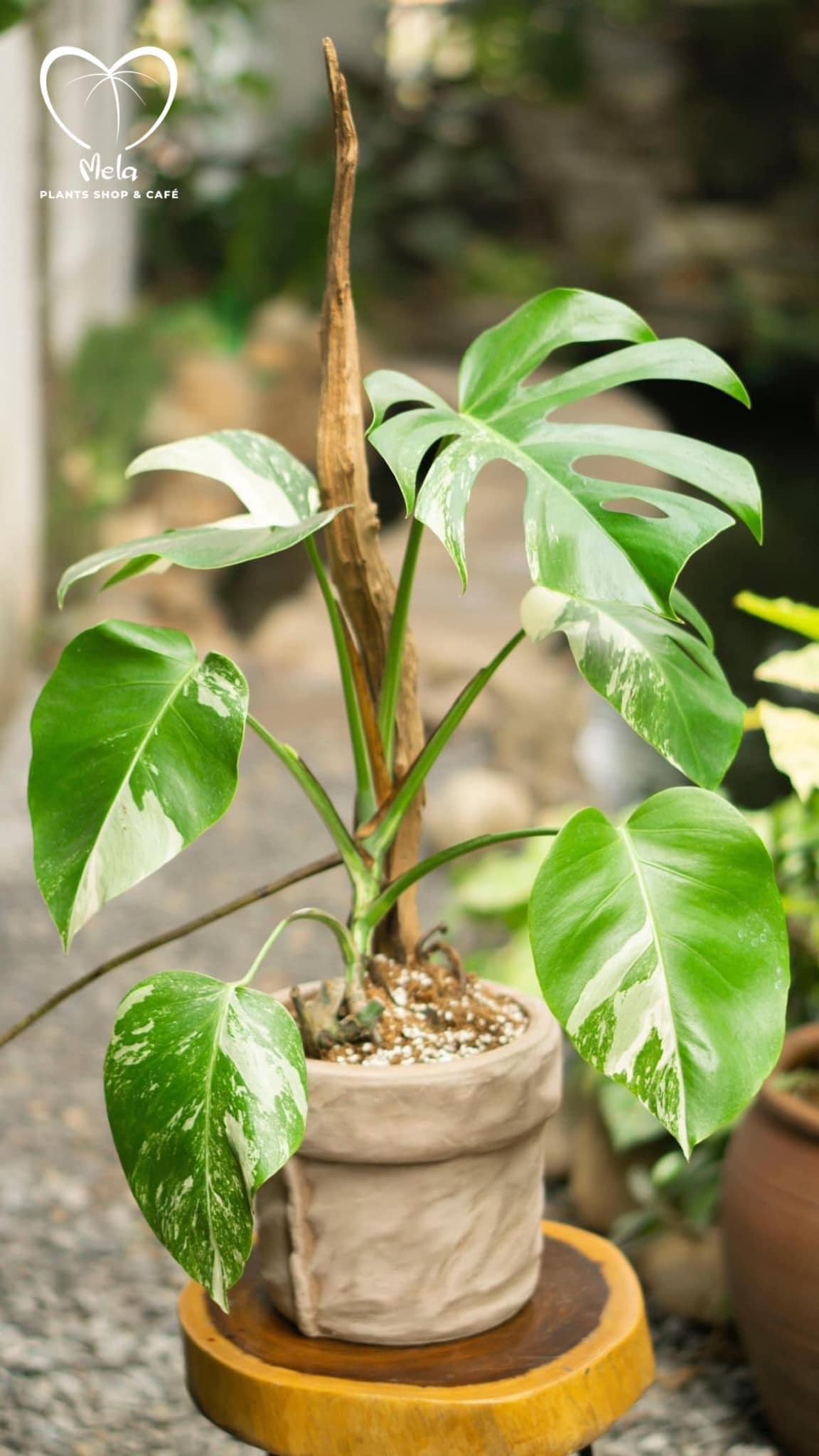 Monstera Albo