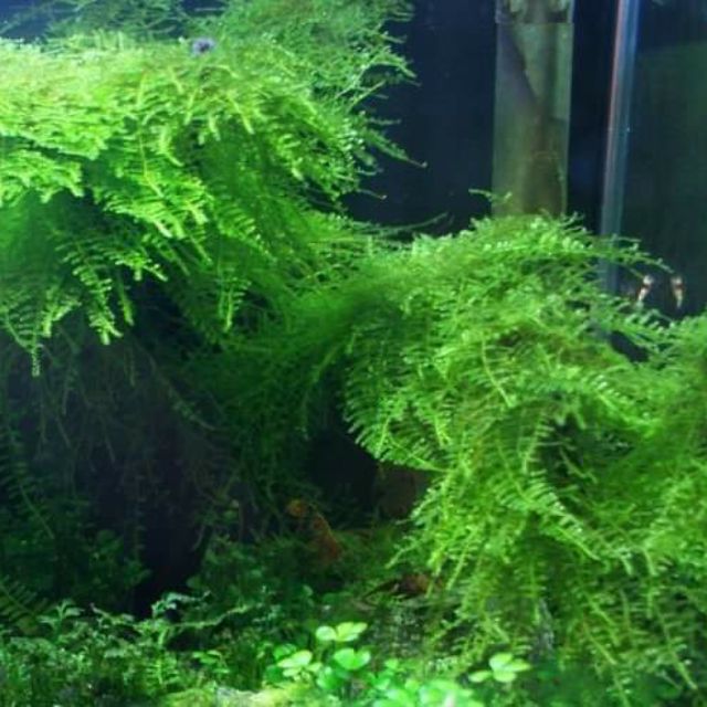 CÂY THỦY SINH - RÊU