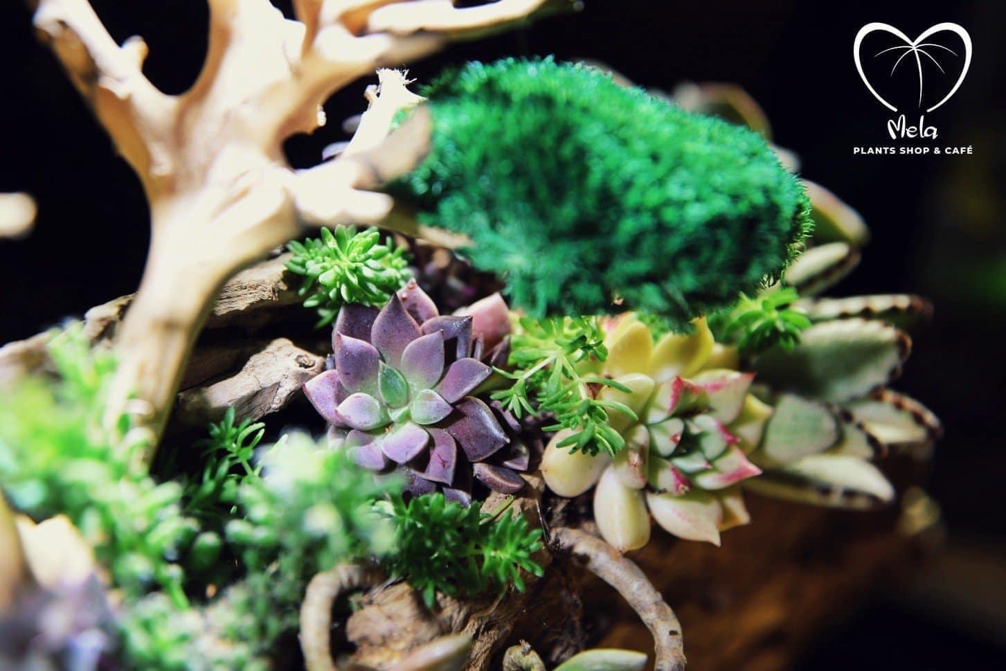 Tiểu cảnh sen đá & gỗ lũa tự nhiên