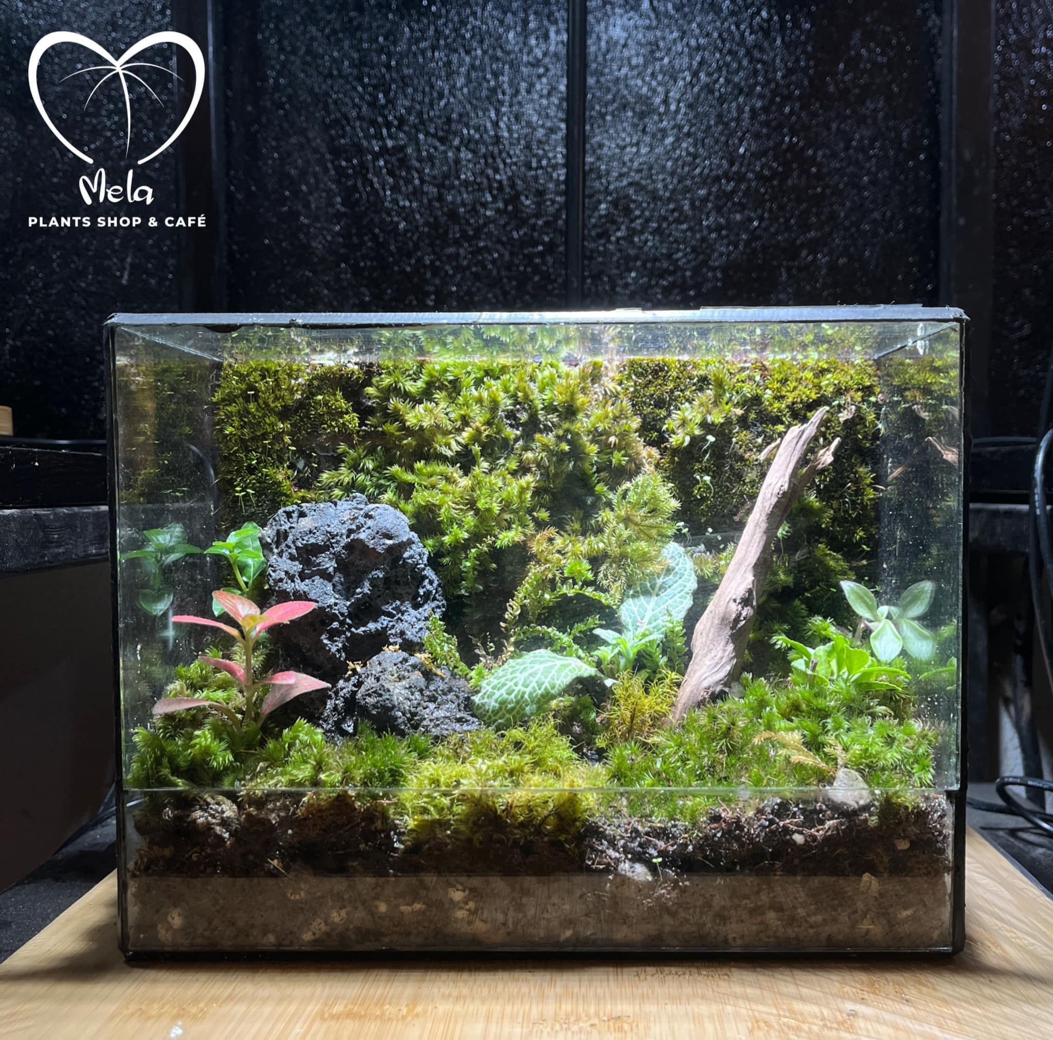 Tiểu cảnh terrarium -Green Art No 5