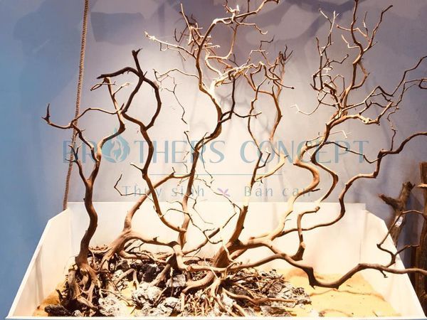 LŨA HẢI SƠN TÙNG 1