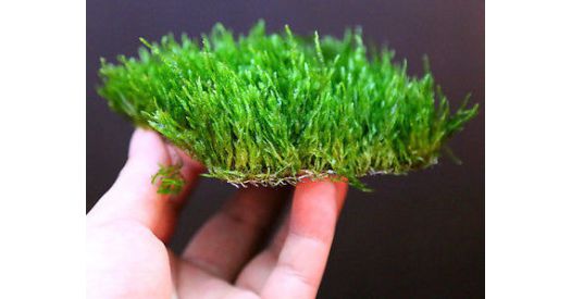 CÂY THỦY SINH - RÊU