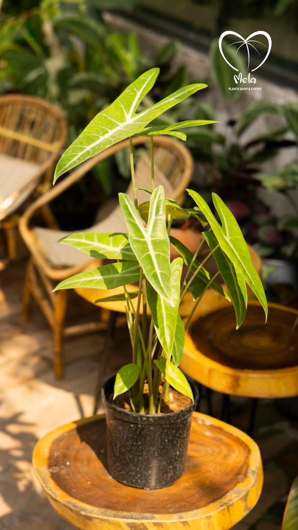 Alocasia Longiloba