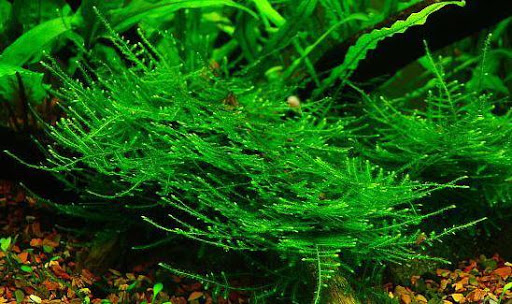 CÂY THỦY SINH - RÊU