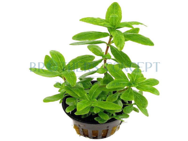 CTS - CẮT CẮM