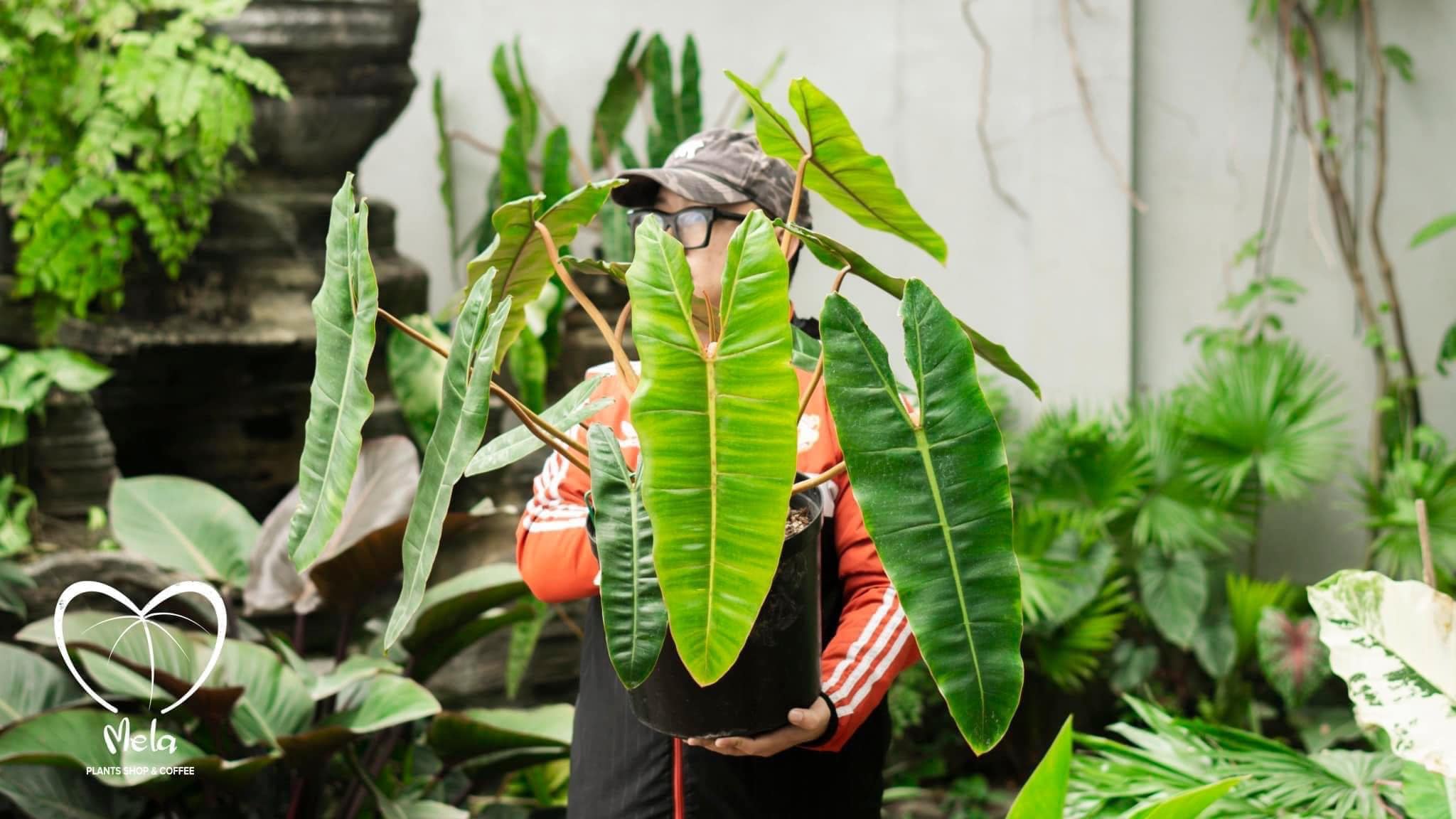 Hạc Chân Cam