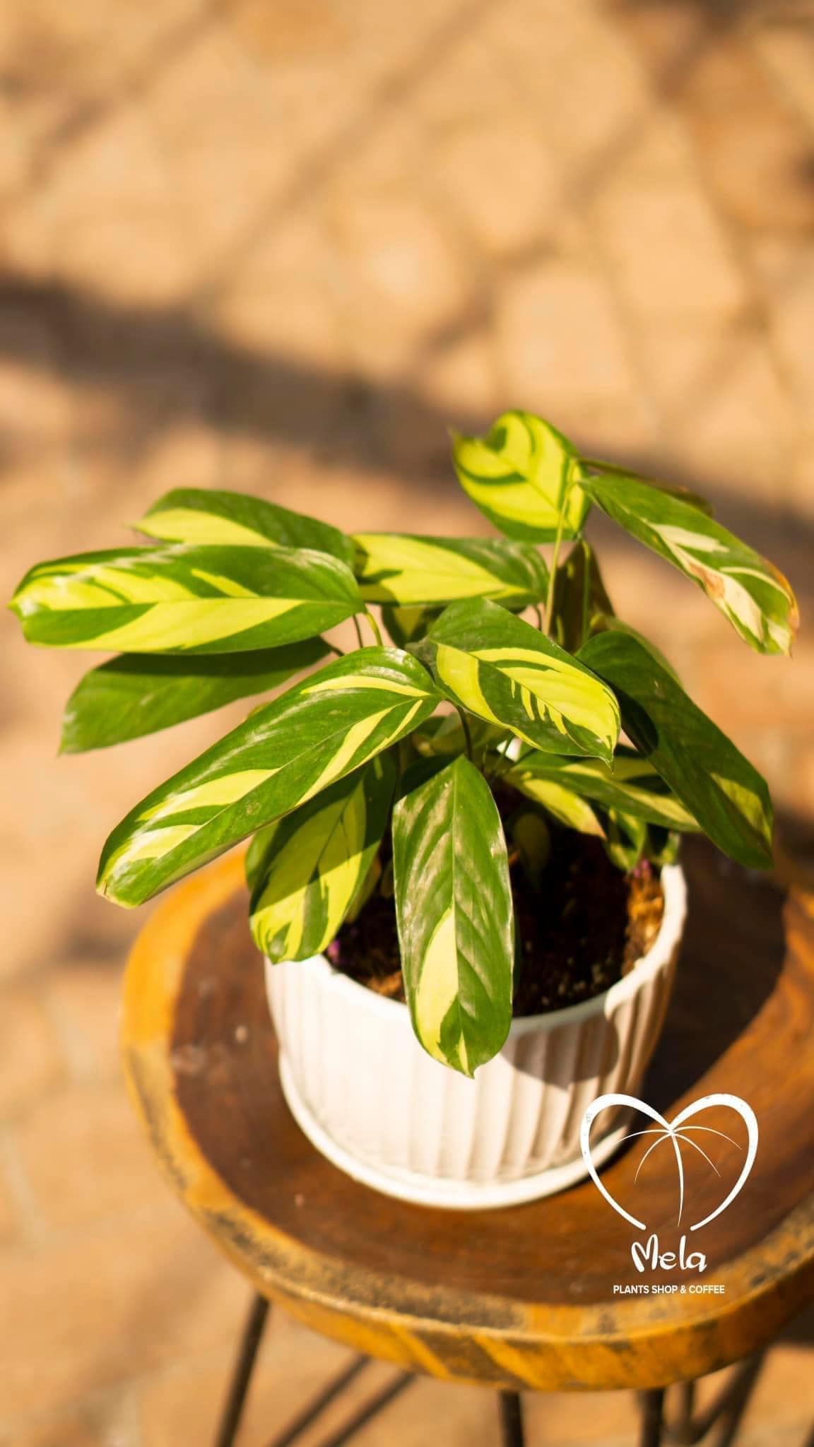 Cây Đuôi Công Vàng