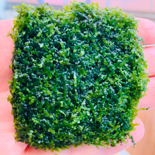 CÂY THỦY SINH - RÊU