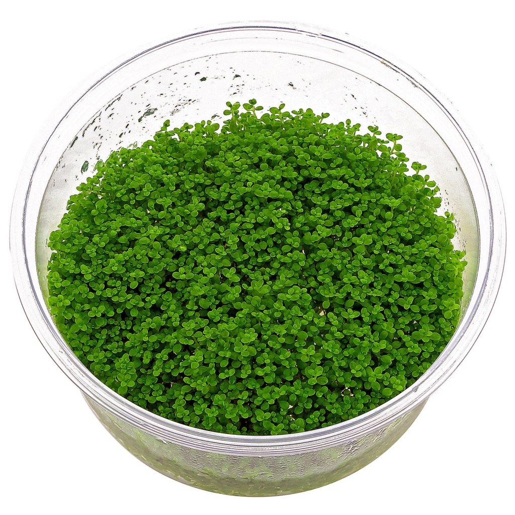CÂY THỦY SINH - TRẢI NỀN