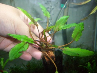 CÂY THỦY SINH - TIÊU THẢO