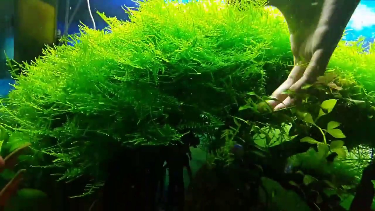 CÂY THỦY SINH - RÊU