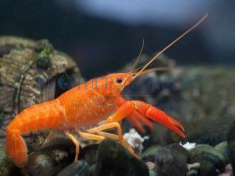TÔM TEXANUS