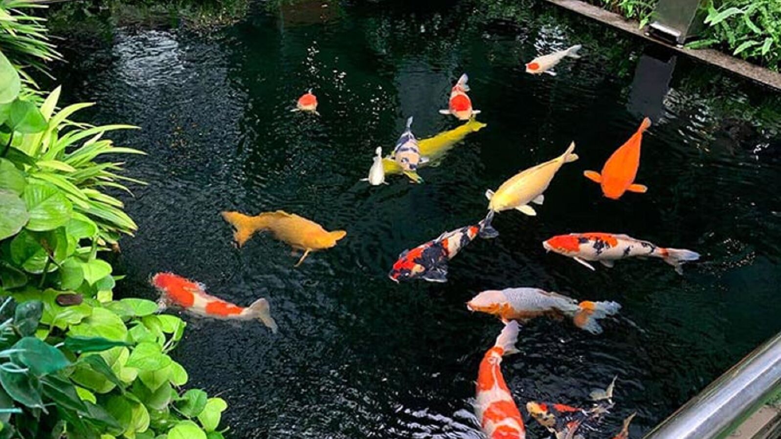 Thiết kế thi công hồ koi