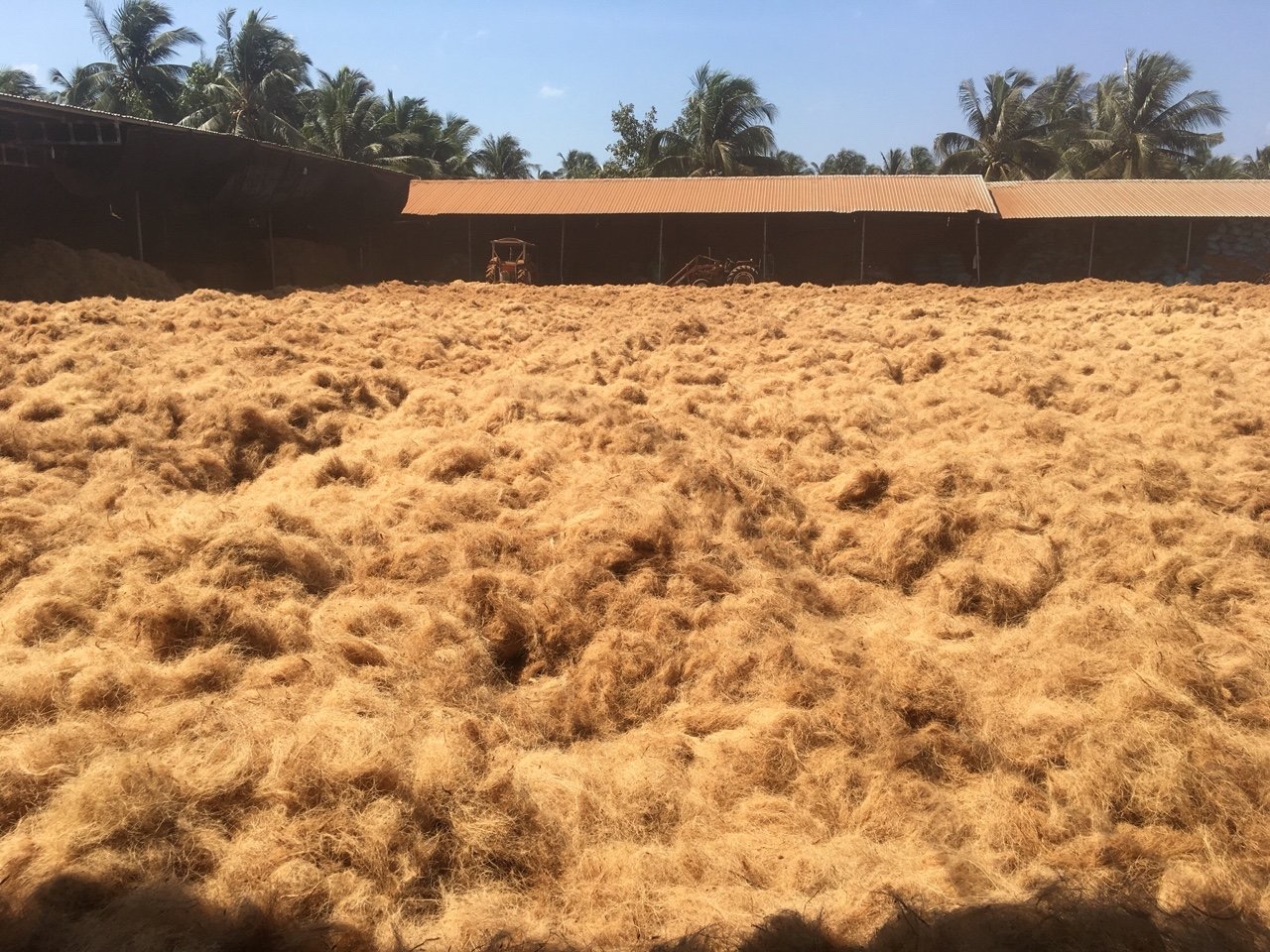 Công Nghệ Sinh Học Độc Quyền Của AirX Carbon Biến Phế Phẩm Thành NetZero Pallet 2 Phân tách, rửa sạch xơ dừa