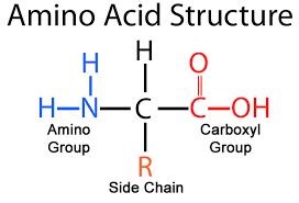 Cấu trúc amino acid