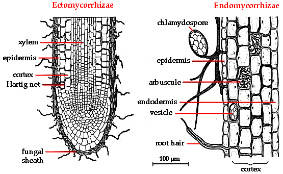 Endomycorrhizae và Ectomycorrhizae