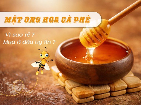 Vì sao giá mật ong hoa cà phê rẻ? Mua ở đâu uy tín?