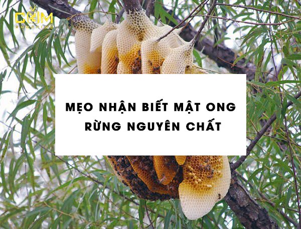 Mẹo nhận biết mật ong rừng nguyên chất | Comshopping