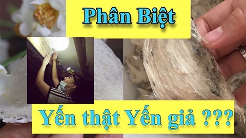 Vài Tips Phân Biệt Yến Thật - Yến Giả Hữu Ích