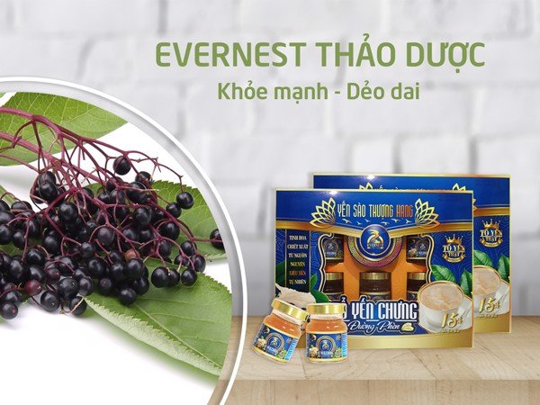 yến sào evernest thảo dược