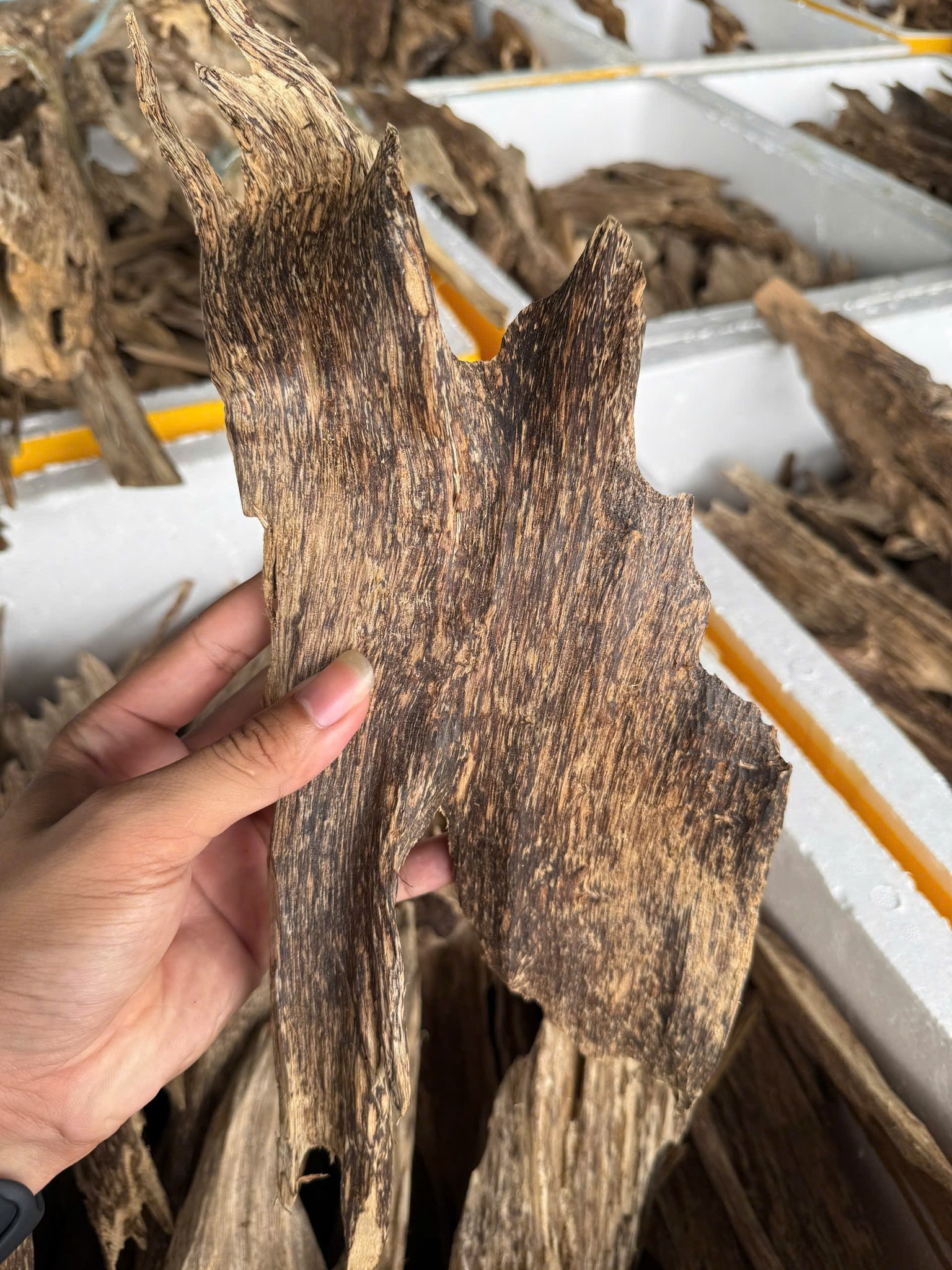 Lô Phôi Trầm Hương Mới – Chất Lượng Đến Từ Xưởng Mộc Việt