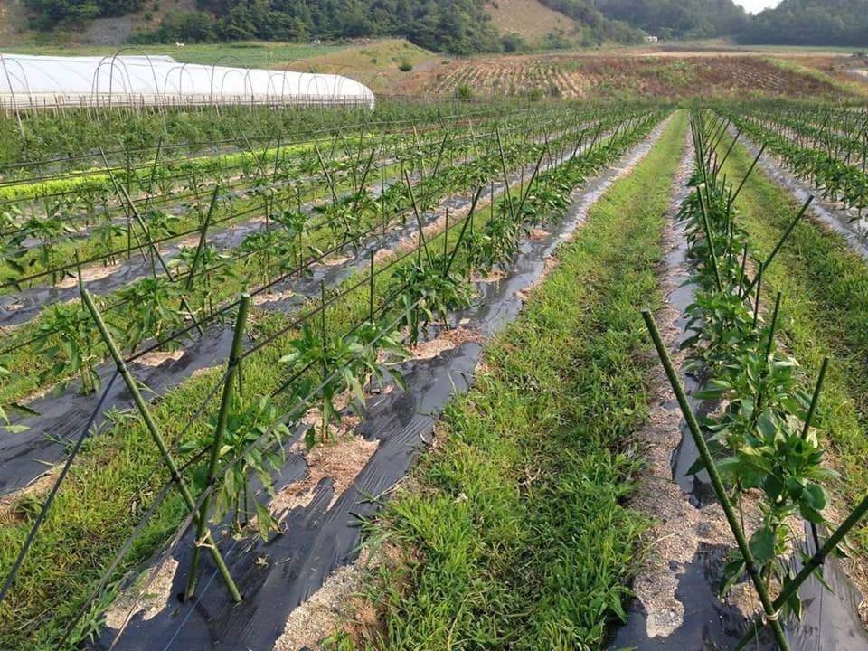 Cọc Lõi Thép Bọc Nhựa Nhật - 2