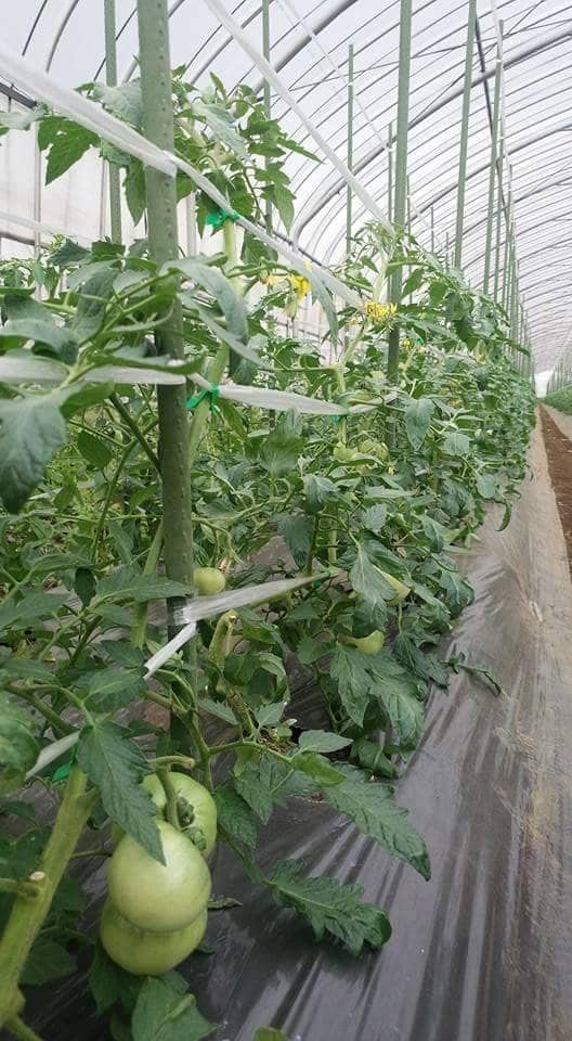 Cọc Lõi Thép Bọc Nhựa Nhật - 5