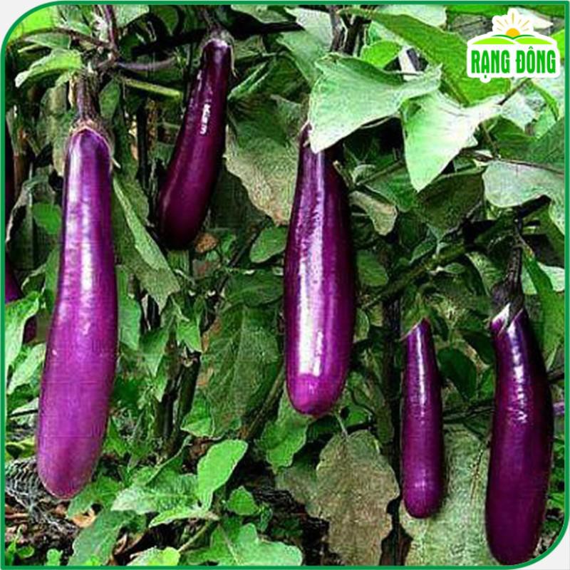 Thu nhập khá nhờ trồng cà tím