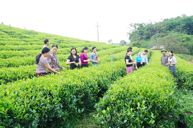 Chè Thái Nguyên hữu cơ khó phát triển?