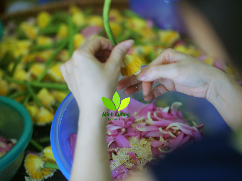 Ngan ngát Trà sen Hà Nội